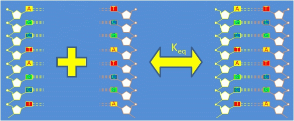 DNA strands in solution.jpg